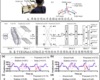 Research Progress in Continuous Bimanual Trajectory Decoding of Coordinated Movement from EEG Signals was Reported by IEEE Journal of Biomedical and Health Informatics